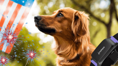 AI Dog Collars: A New Way to Predict Earthquakes?