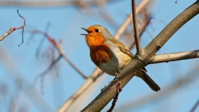 Bird singing on a tree