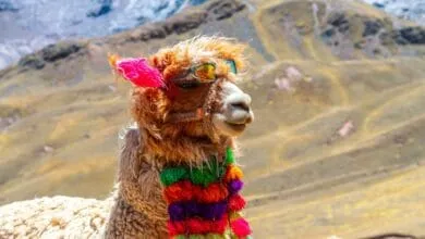 Alpaca Secures $52M Series C to Expand API Brokerage Globally