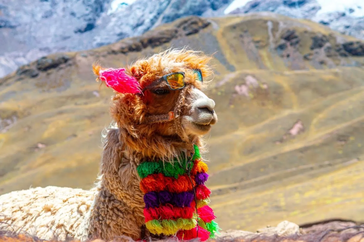 A fluffy alpaca wearing colorful sunglasses and a vibrant tassel necklace, set against a mountainous backdrop.