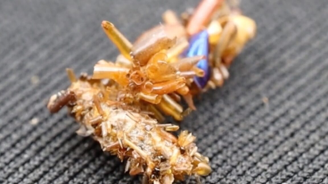 Close-up of a caterpillar-like larva covered in tiny, iridescent pieces of debris, possibly plastic, against a dark gray textured background.