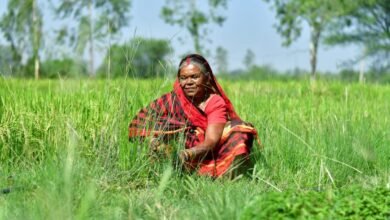A woman in a red and black sari works in a vibrant green rice paddy, sunlight illuminating the scene.