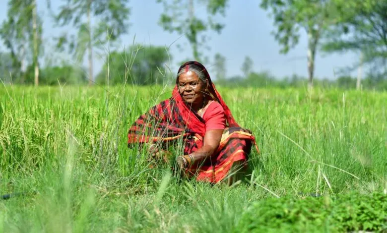A woman in a red and black sari works in a vibrant green rice paddy, sunlight illuminating the scene.