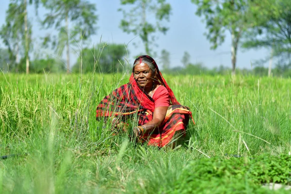 A woman in a red and black sari works in a vibrant green rice paddy, sunlight illuminating the scene.