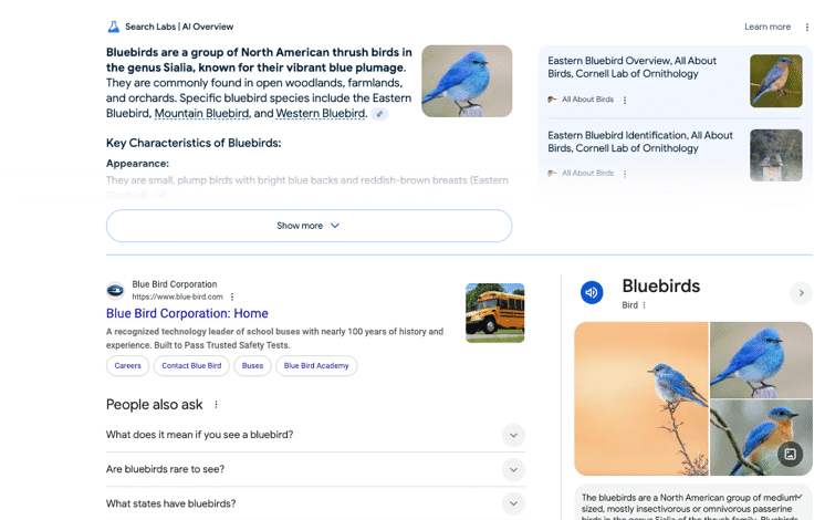 Google search results for "blue bird," showing images and information about bluebirds, including their characteristics and range.