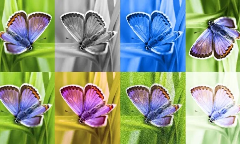 Six vibrant butterflies, each in a different color scheme, rest on blades of grass. A pop art style.