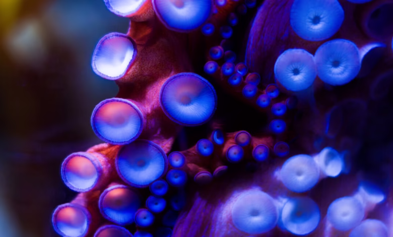 Close-up of an octopus's tentacles, showcasing vibrant purple and blue suction cups.