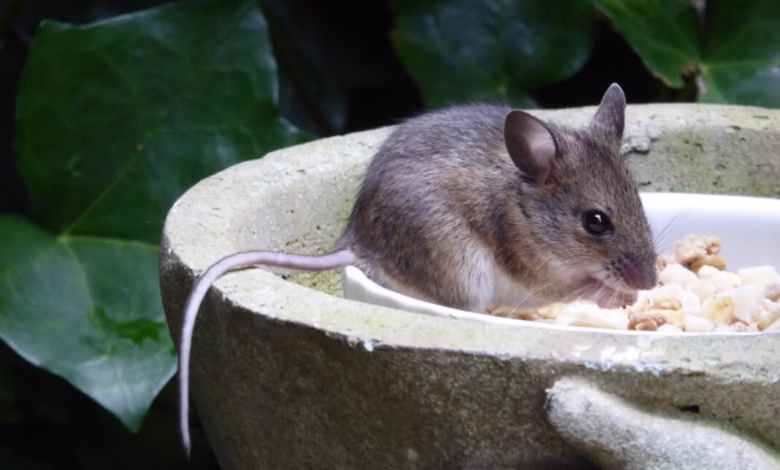 A small wood mouse with gray fur eats seeds from a white bowl in a stone bird bath.