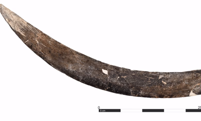 Close-up of a large, curved, dark brown fossil, possibly a bone or tusk, with a scale bar indicating it's approximately 25cm long.