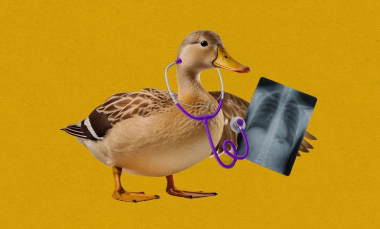 A duck doctor holds a chest X-ray and stethoscope, against a yellow background. Humorous medical illustration.