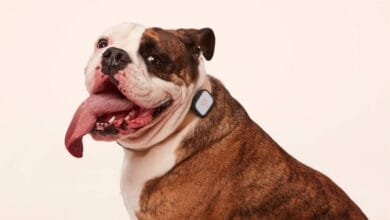 Whistle Pet Trackers Discontinued After Acquisition