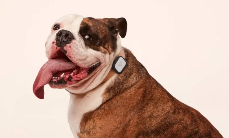 Happy bulldog wearing a smart health tracker device on its collar against a white background.