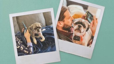 Two Polaroid photos show a child and a man relaxing with their Shih Tzu dogs, each using a digital device.