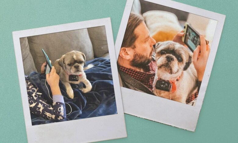 Child and man with Shih Tzu dogs using smartphones and gaming devices.
