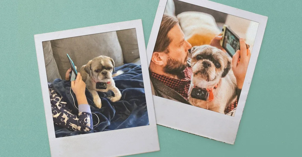 Child and man with Shih Tzu dogs using smartphones and gaming devices.