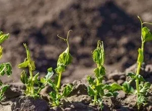 Cybersecurity Budget Growth Hits 5-Year Low