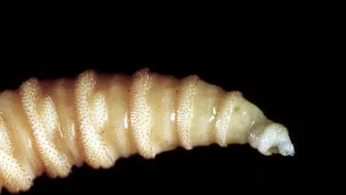 Close-up of a screw-worm fly larva, pale yellowish-white with tiny spines, against a black background.
