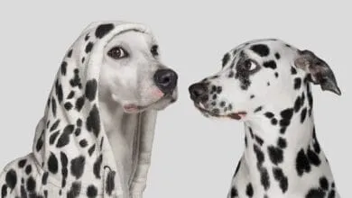 Two Dalmatian dogs face each other; one wears a Dalmatian-print hoodie.