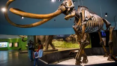Unraveling the Genetic Mystery of Central American Mammoths