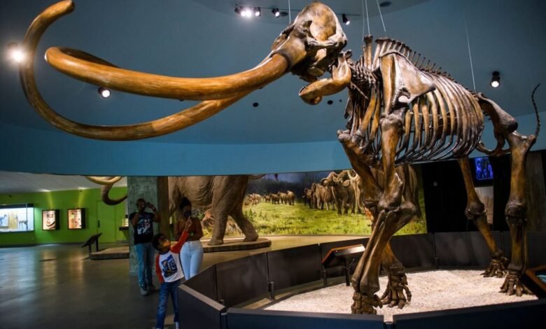 Columbian mammoth skeleton at the George C. Page Museum, La Brea Tar Pits. Visitors observe the impressive fossil.