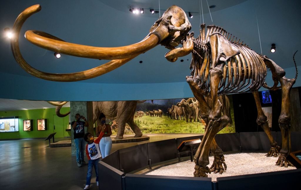 Columbian mammoth skeleton at the George C. Page Museum, La Brea Tar Pits. Visitors observe the impressive fossil.