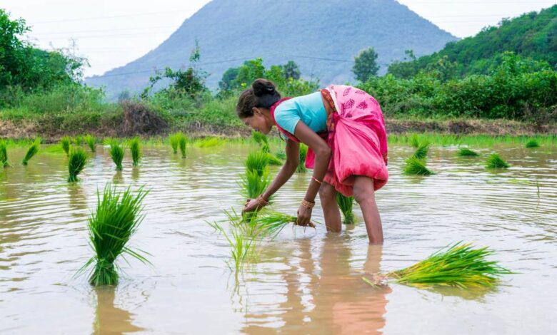 Woman planting rice seedlings in a flooded paddy field, showcasing traditional farming practices.