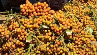 Betel Nuts: The 4,000-Year-Old Buzz You've Never Heard Of