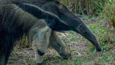 Ant-Eating Mammals: A One-Way Dietary Evolution