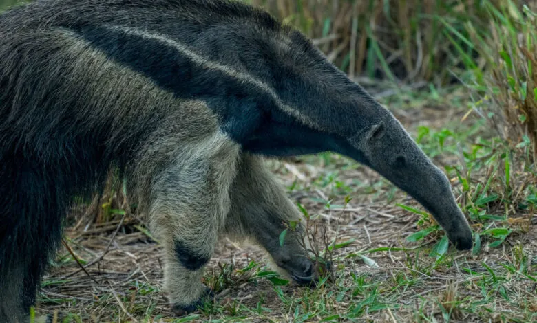 Close-up of a giant anteater foraging in the Pantanal, Brazil. Its long snout and thick fur are visible.