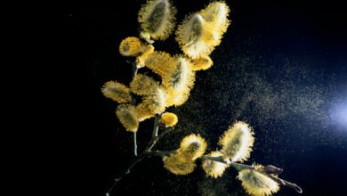 Pollen: The Surprising Key to Sustainable Paper and Sponges