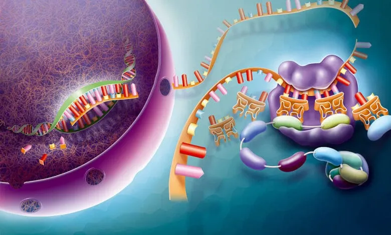Illustration of protein synthesis: DNA transcription to mRNA in the nucleus, then mRNA translation to protein by ribosomes and tRNA in the cytoplasm.
