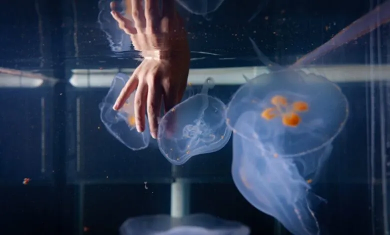 Hand gently touches translucent jellyfish with orange dots in a dark aquarium.