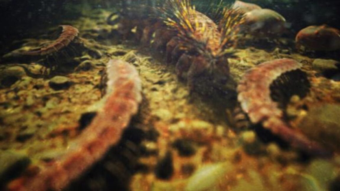 Close-up of several segmented marine creatures on a seabed, one with prominent feathery appendages.