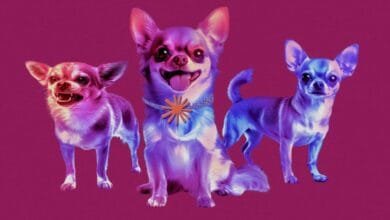 Three chihuahuas in vibrant purple and blue hues against a deep pink background. One is snarling, one is smiling, and one is neutral.