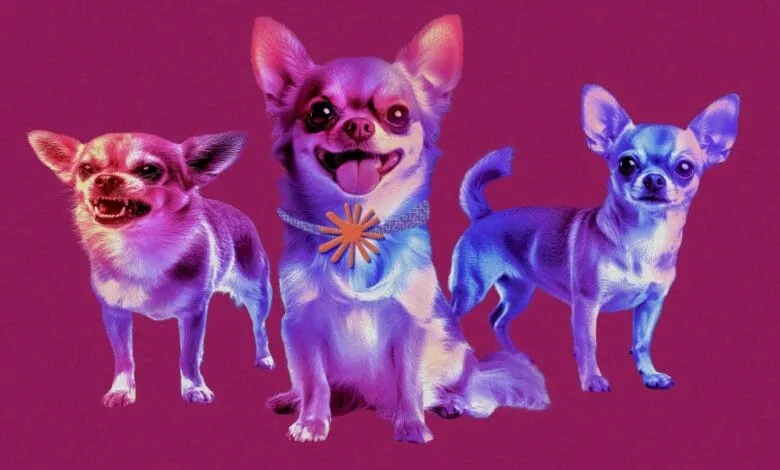 Three chihuahuas in vibrant purple and blue hues against a deep pink background. One is snarling, one is smiling, and one is neutral.