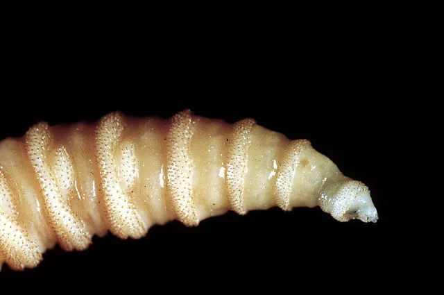 Close-up of a screw-worm fly larva, showing its segmented body and spiny skin.