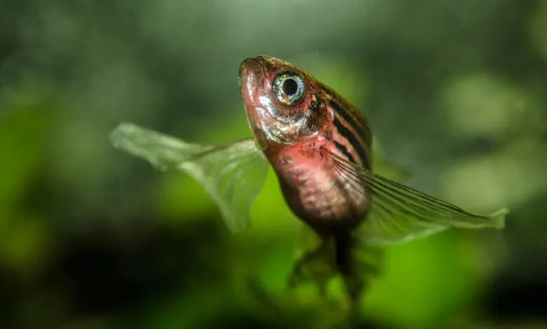 Close-up of a small, striped fish with translucent fins swimming in an aquarium.