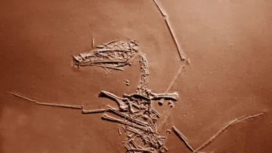 Fossilized skeleton of a small pterosaur, a flying reptile, embedded in rock.