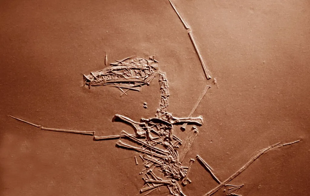 Fossilized skeleton of a small pterosaur, a flying reptile, embedded in rock.