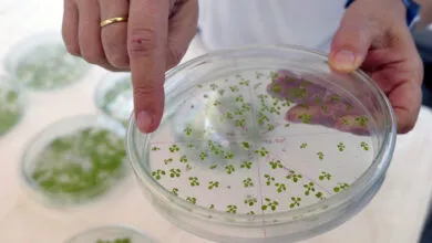 Scientists Engineer Plants to Absorb More CO₂