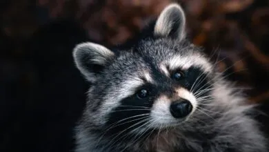 Microsoft, Cloudflare Shut Down Massive RaccoonO365 Phishing Operation