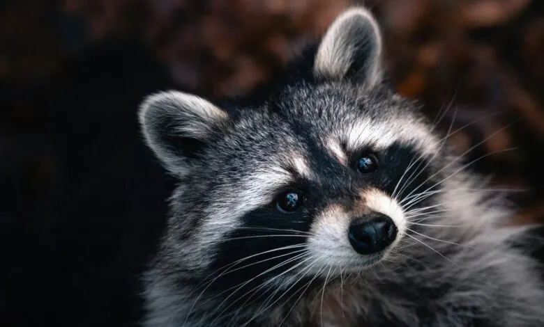 Close-up of a raccoon's face, showing its dark eyes and distinctive mask.