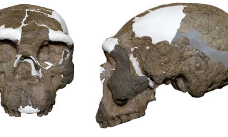 Front and side views of a fossilized hominin skull with missing pieces and reconstruction.