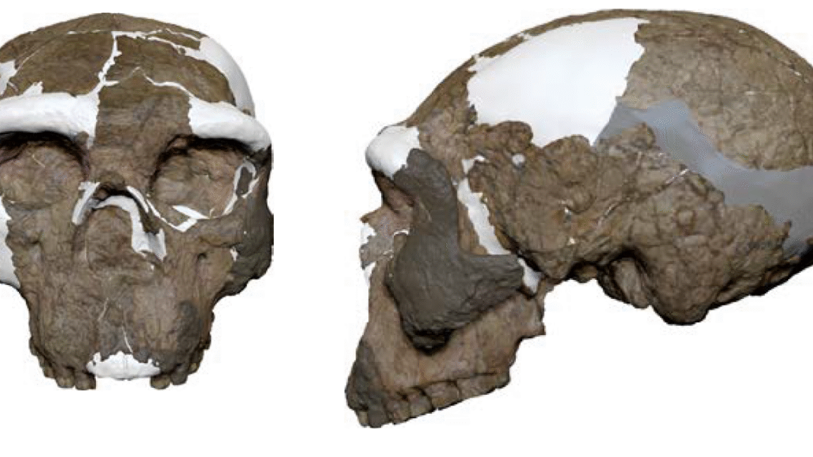 Front and side views of a fossilized hominin skull with missing pieces and reconstruction.