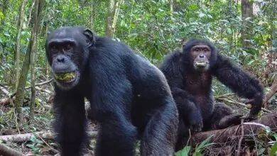 Chimps Drink Alcohol Daily, Equivalent to Two Human Drinks