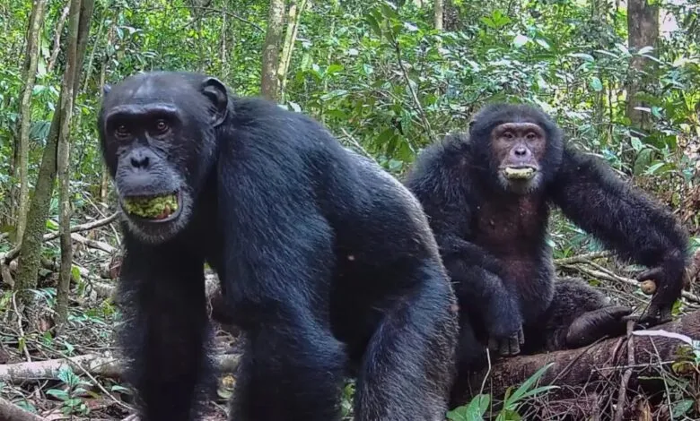 Two chimpanzees in a lush green forest, one standing and one sitting, both appear to be eating.