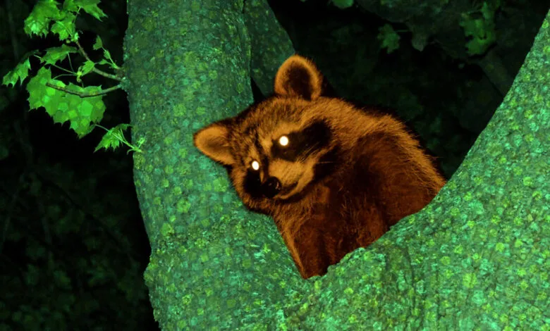 A raccoon with glowing eyes sits nestled in a tree at night, the tree bark glowing green.