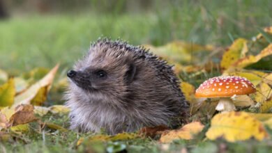 AI Spots Hedgehogs from Space by Tracking Their Bramble Homes