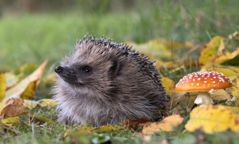 A hedgehog sits among fallen autumn leaves with a fly agaric mushroom nearby.