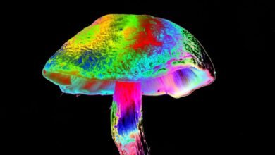 A psychedelic mushroom with vibrant rainbow colors against a black background.